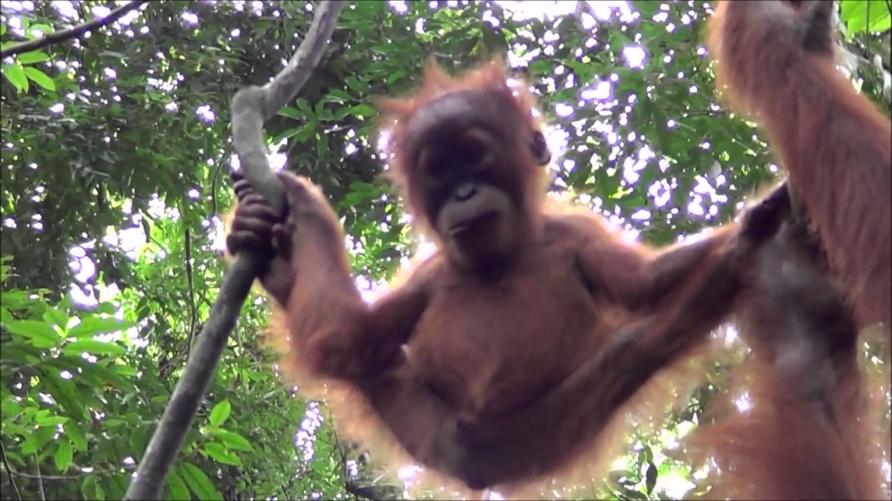 BABY ORANGUTAN IN ACTION