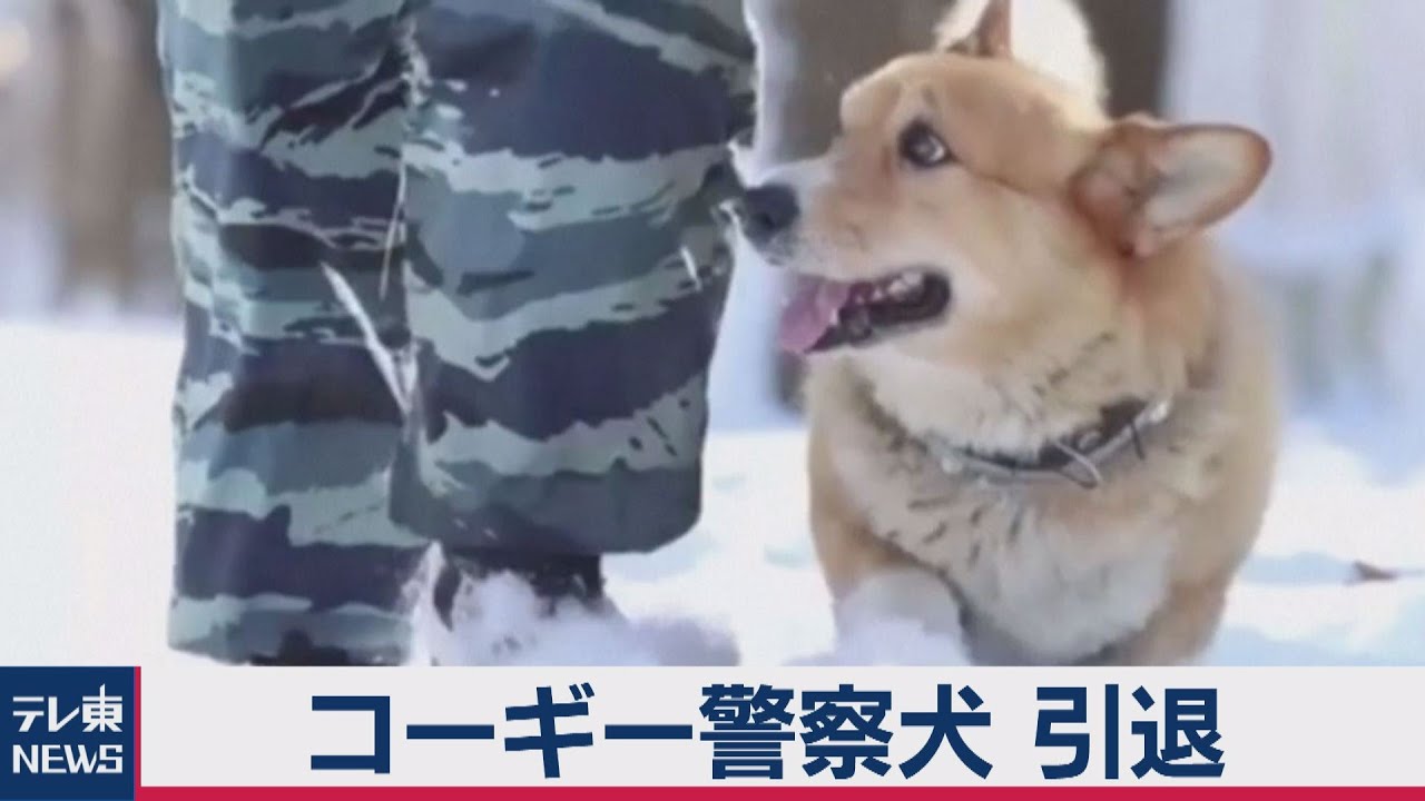 コーギーの警察犬が引退 ロシアで大人気