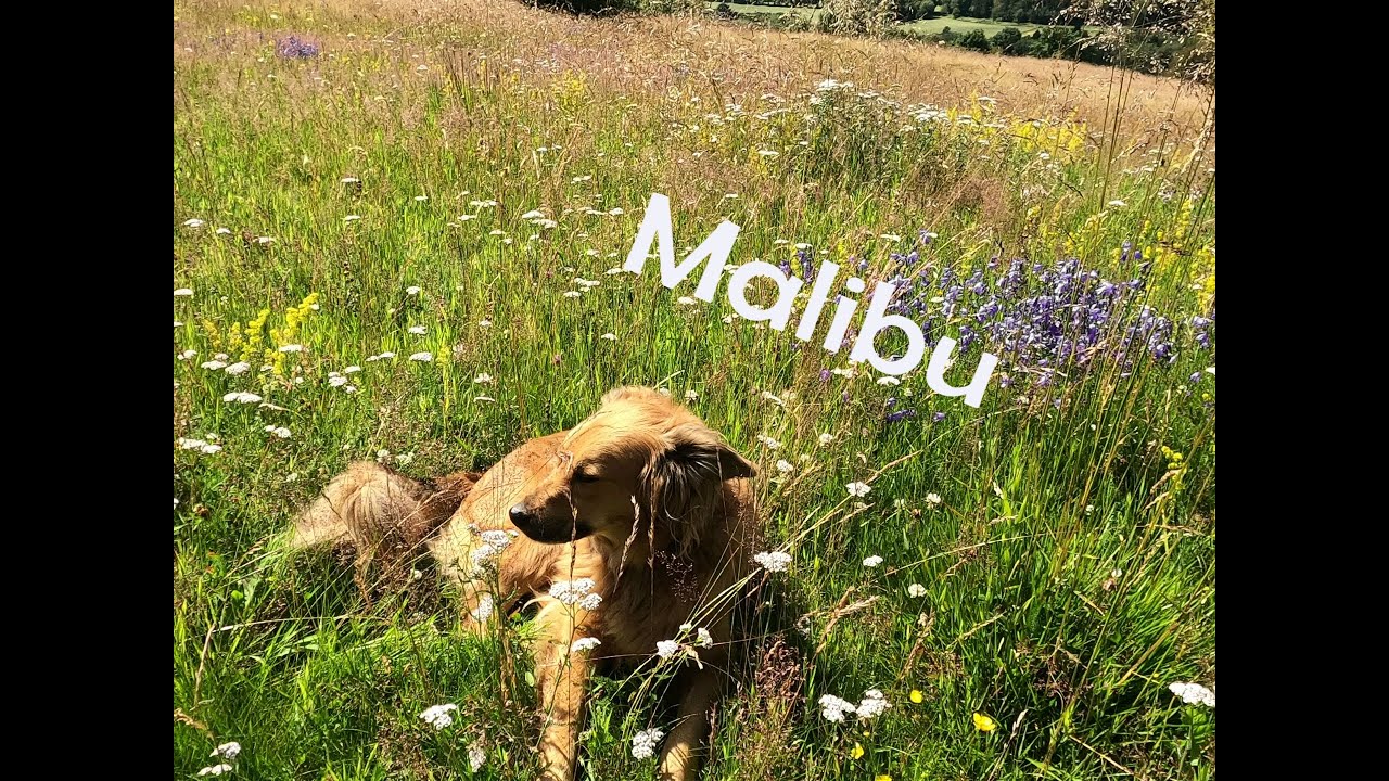 Vergess beim Spaziergang mit Hund mal die verbalen Kommandos