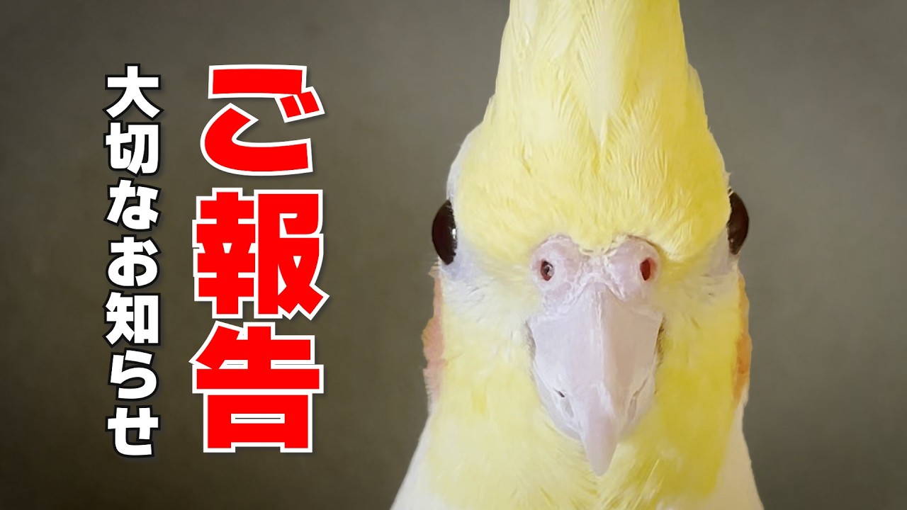 【ご報告】たまちゃんねる 終わります。