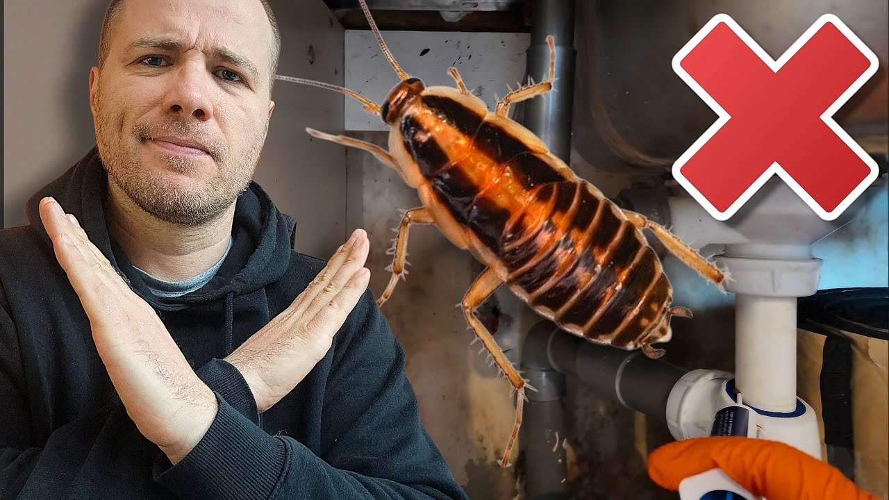 🪳STOP aux cafards ! Comment les &eacute;viter &agrave; la maison (astuces de pr&eacute;vention)