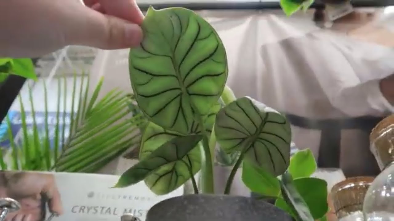 Lowes Plant Shopping: Crocodile Fern, Silver Dragon Alocasia, and Flowering Bulbs