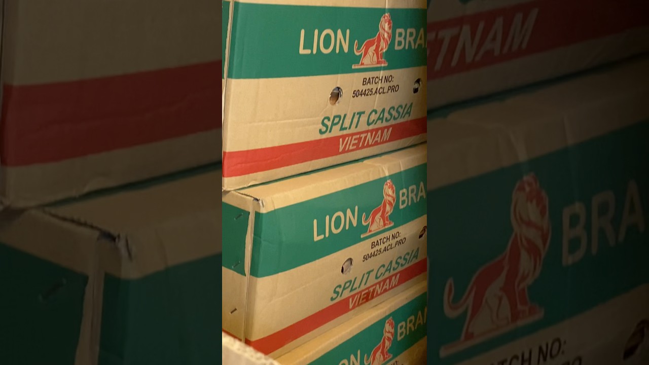 Original Lion split cassia 