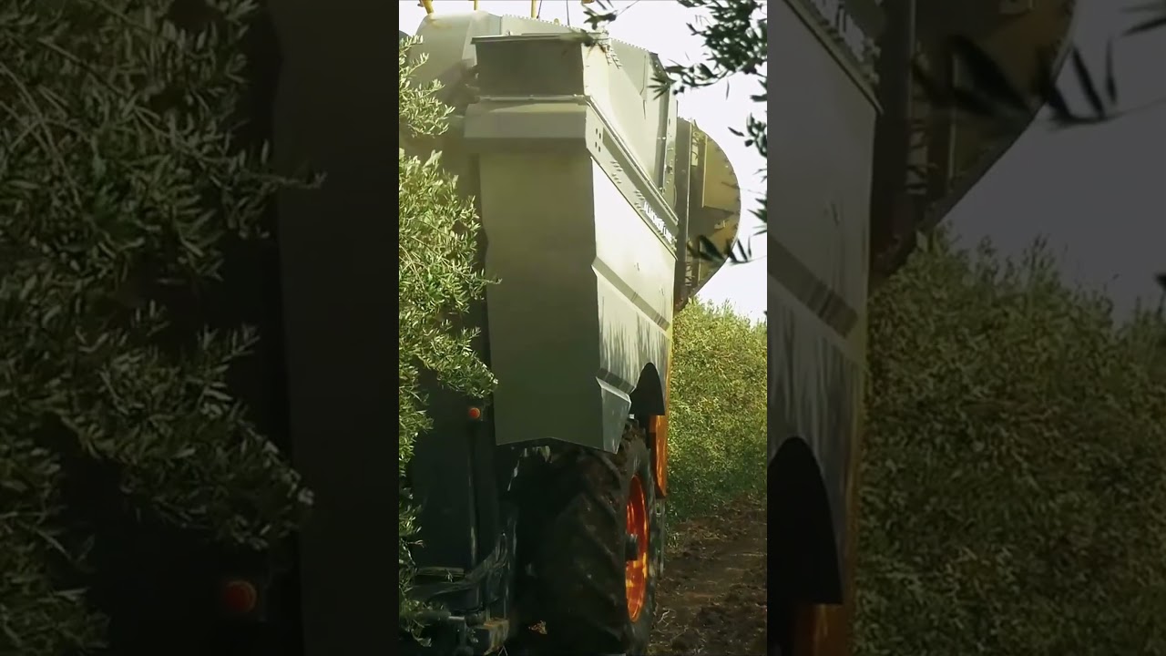 🫒La machine &agrave; r&eacute;colter tract&eacute;e OLIVES&rsquo;LINE