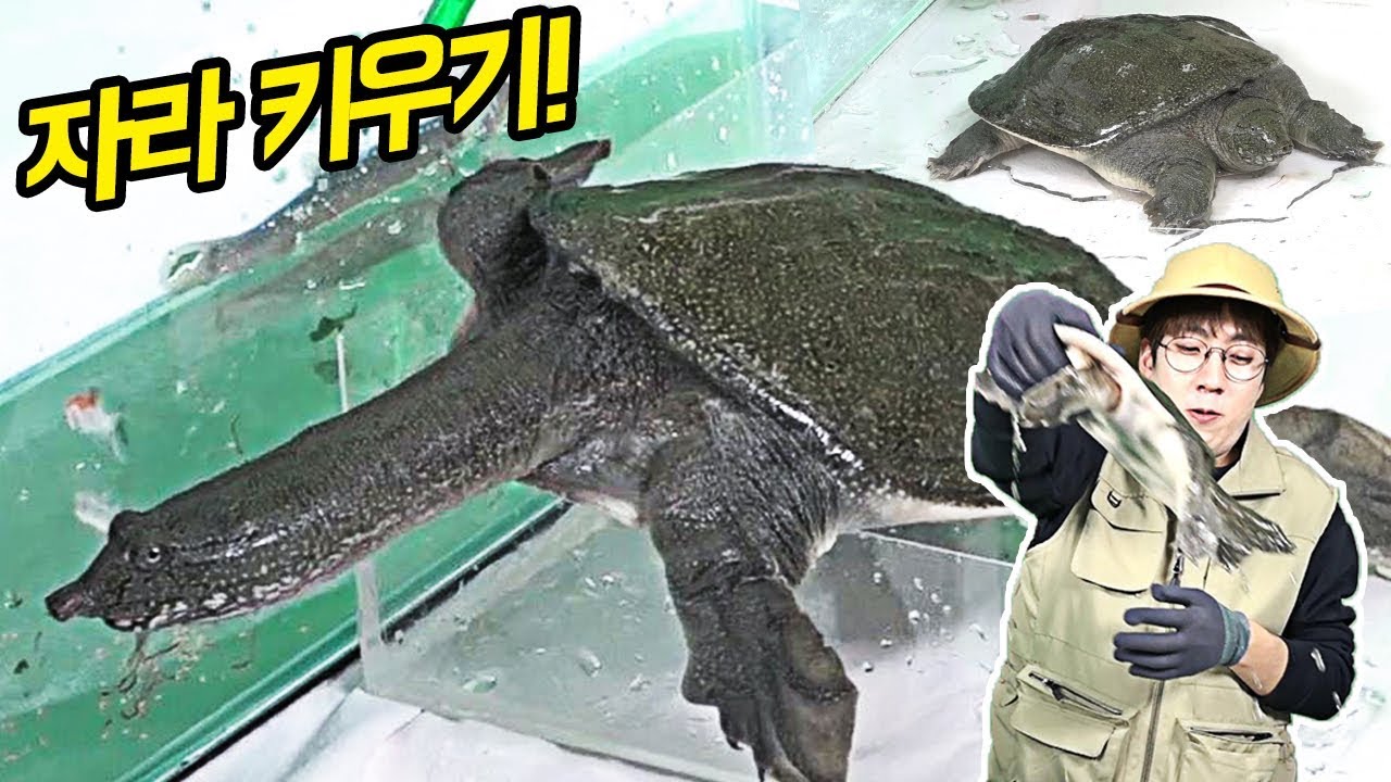 공포의 거북이 '자라'가 탈출했다! 토종 자라 사육하기!