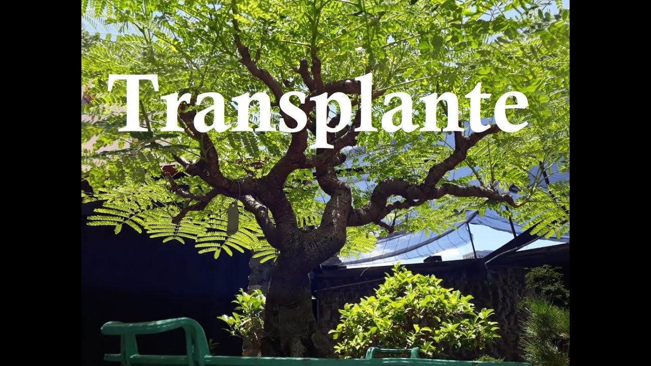Transplante do Flamboyant (A-6)