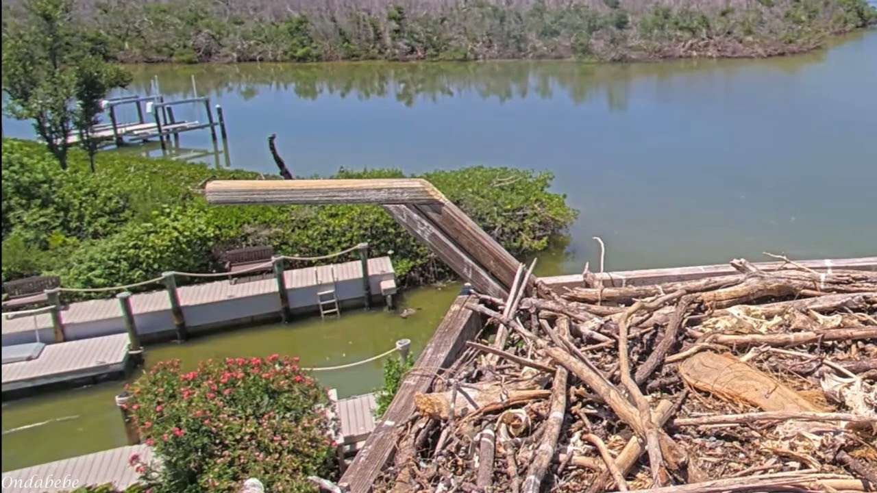 Captiva Osprey Nest 🔶 Darling Has Been Rescued After Falling In The Water🔶 2024.07.04