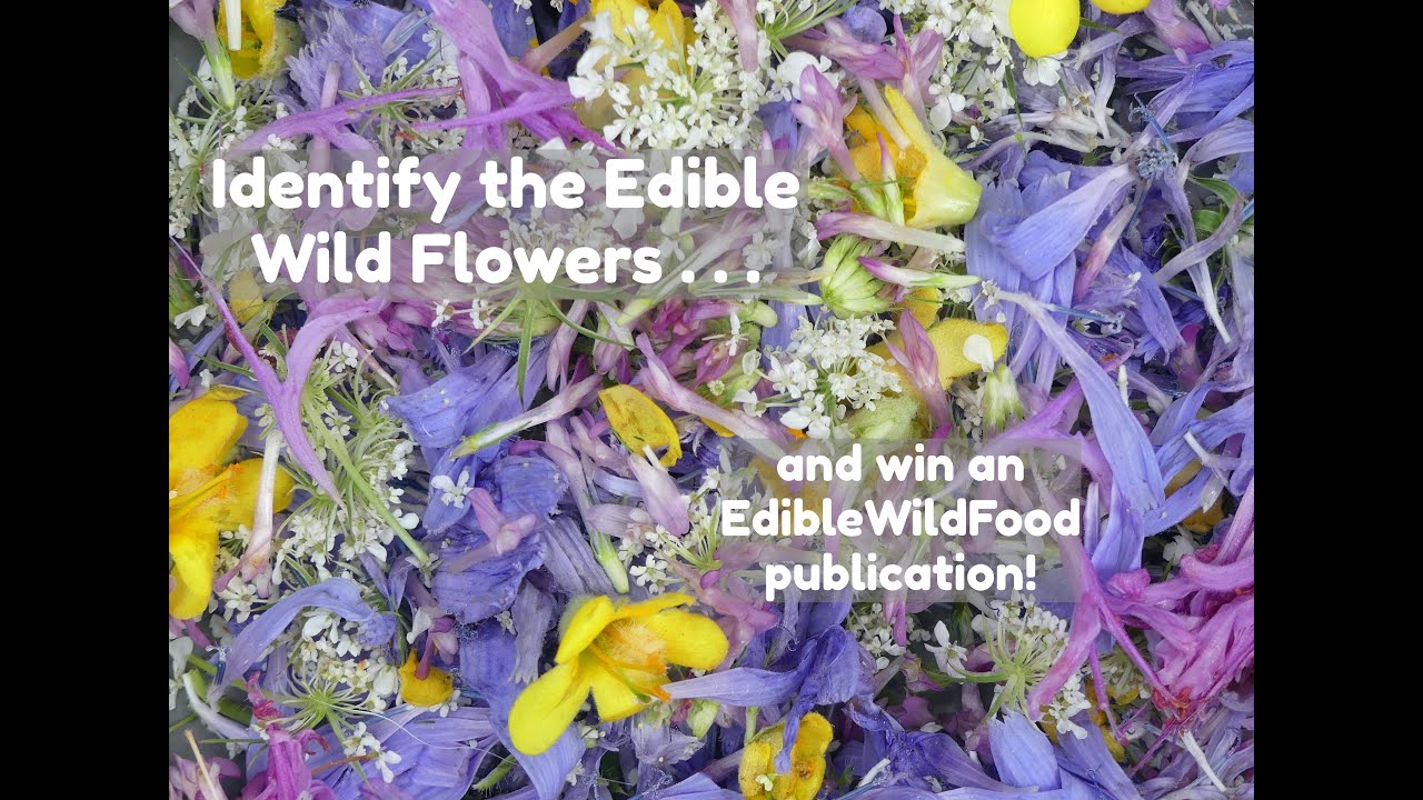 Identify These Edible Wild Flowers