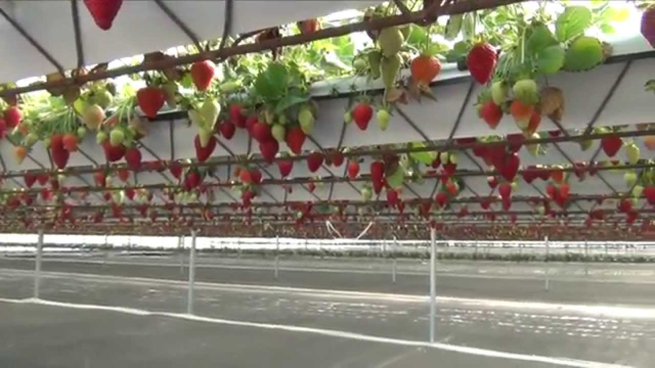 paxberry