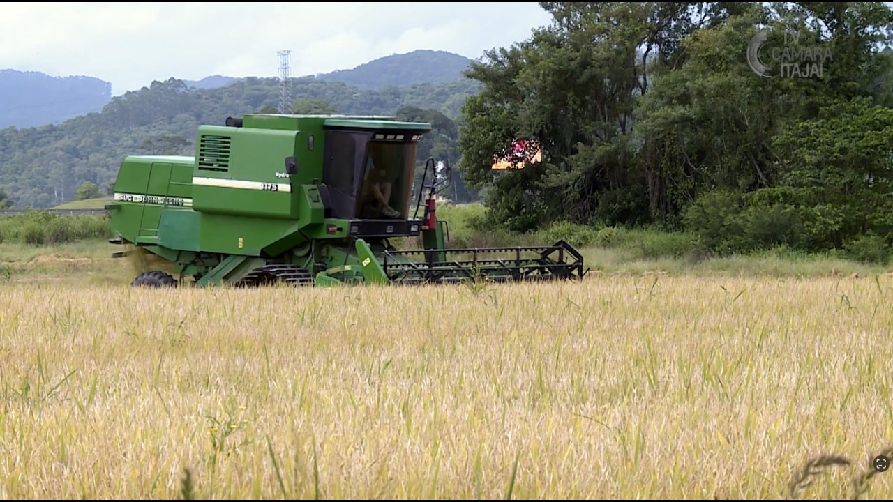 Rizicultores de Itaja&iacute; temem que boa safra n&atilde;o cubra custos em 2026