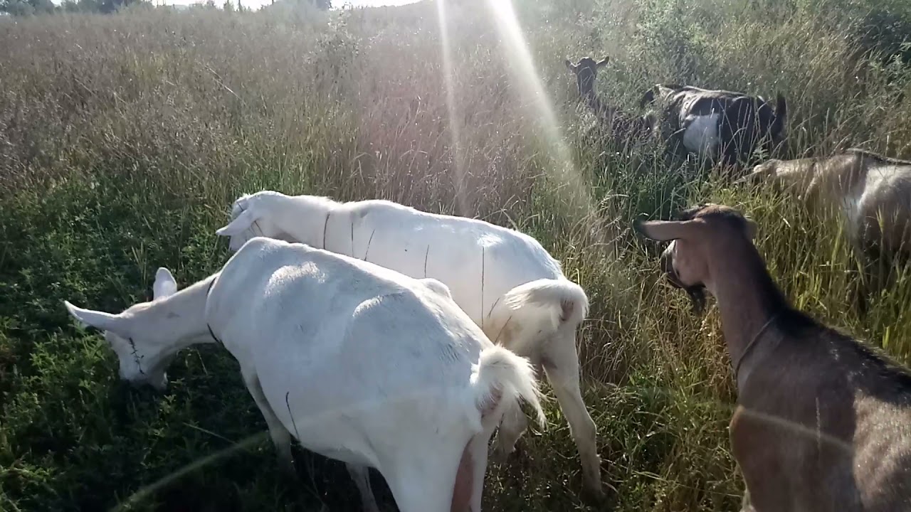 Половая охота. Как вызвать. 👆🙄🐏🐑