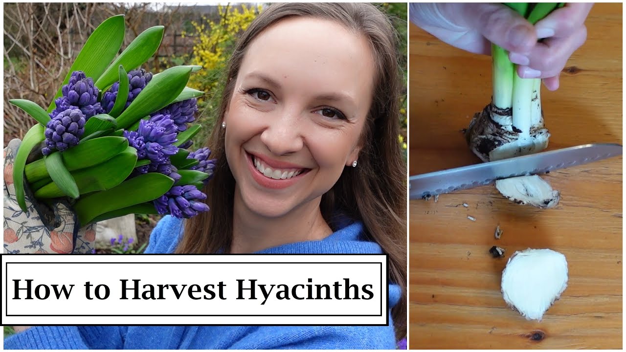 Hyacinths as Cut Flowers // Harvesting Long Stemmed Hyacinths with Great Vase Life // Northlawn
