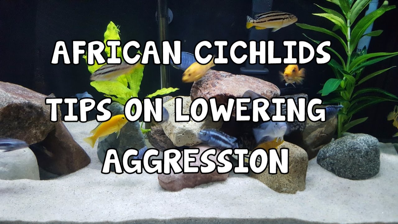 AFRICAN CICHLIDS TIPS AND TRICKS TO LOWER  AGGRESSION
