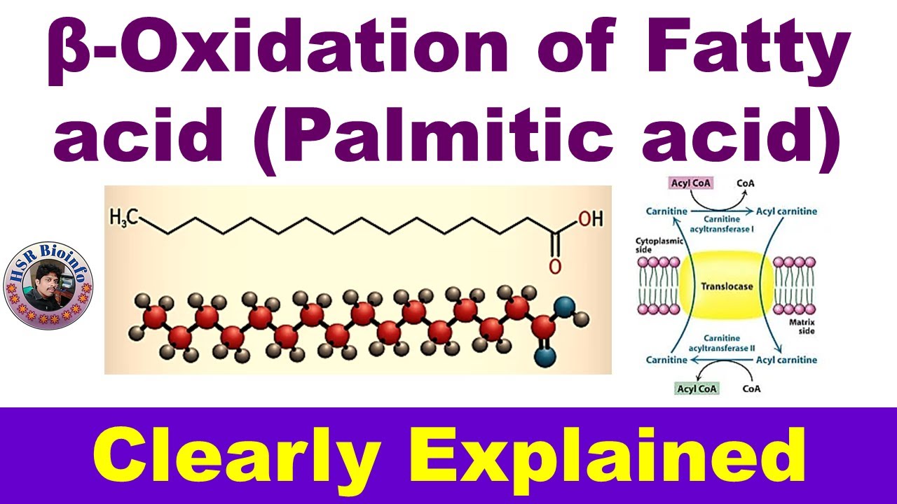 Beta oxidation of fatty acid (Palmitic acid) | Fatty acid catabolism Biochemistry | HSR Bioinfo