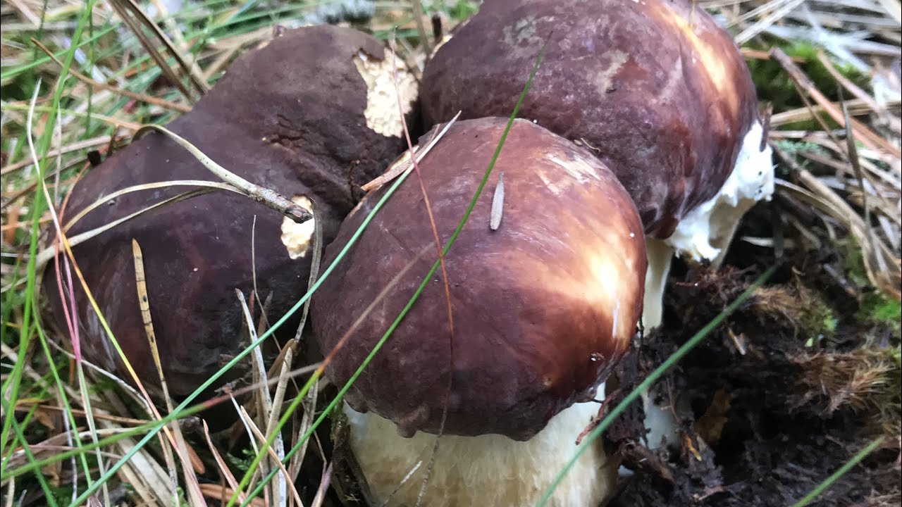 EP1.เก็บเห็ดเผิ้งเยอะอีกแล้วจ้า#Posini mushrooms 🤩💞👍.27/9/19.
