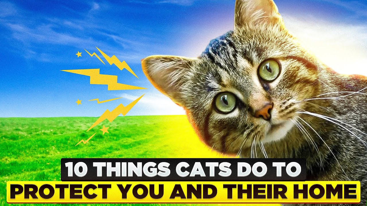 10 Things Cats Do To Protect You And Their Home