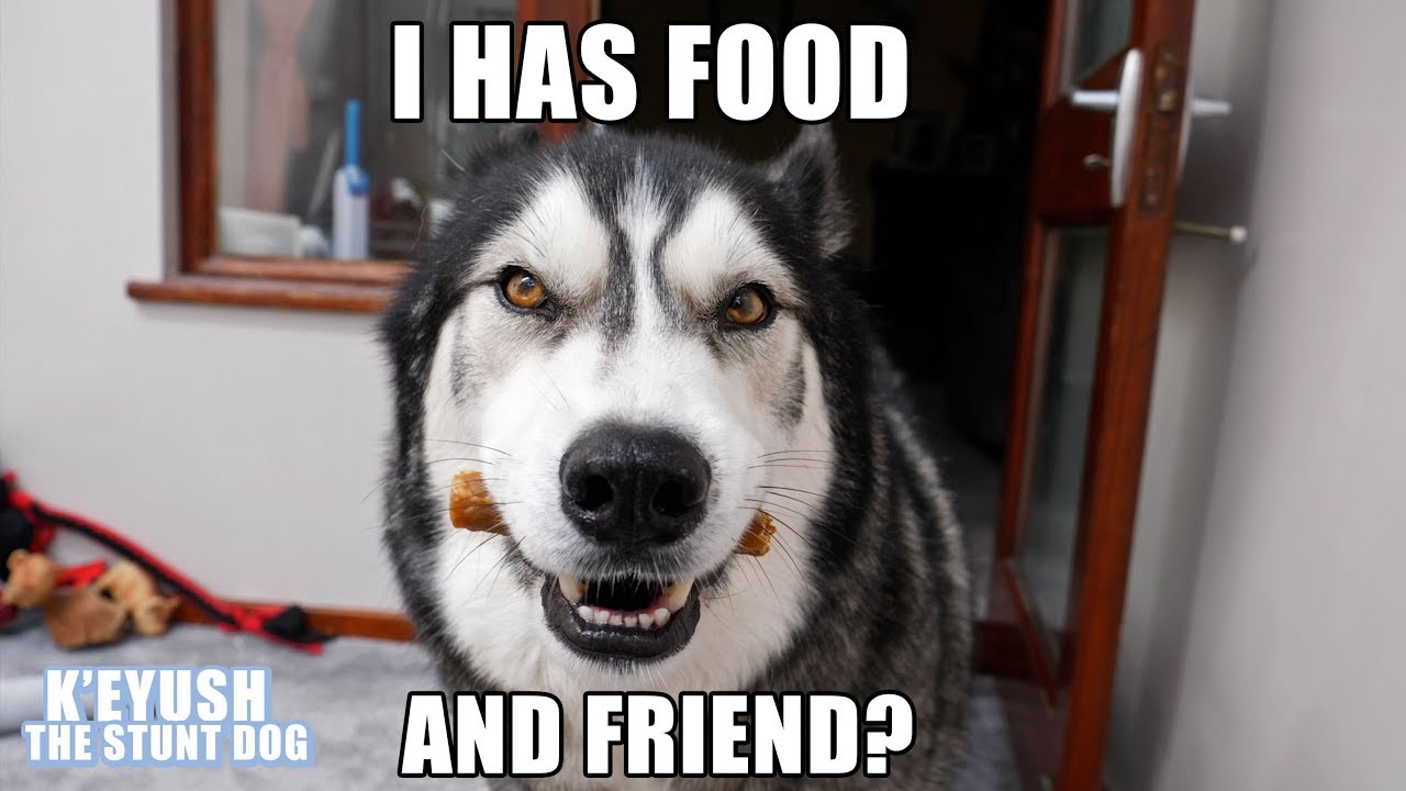 Husky Choose Best Friend Over FOOD! He's SHOCKED To See Him!