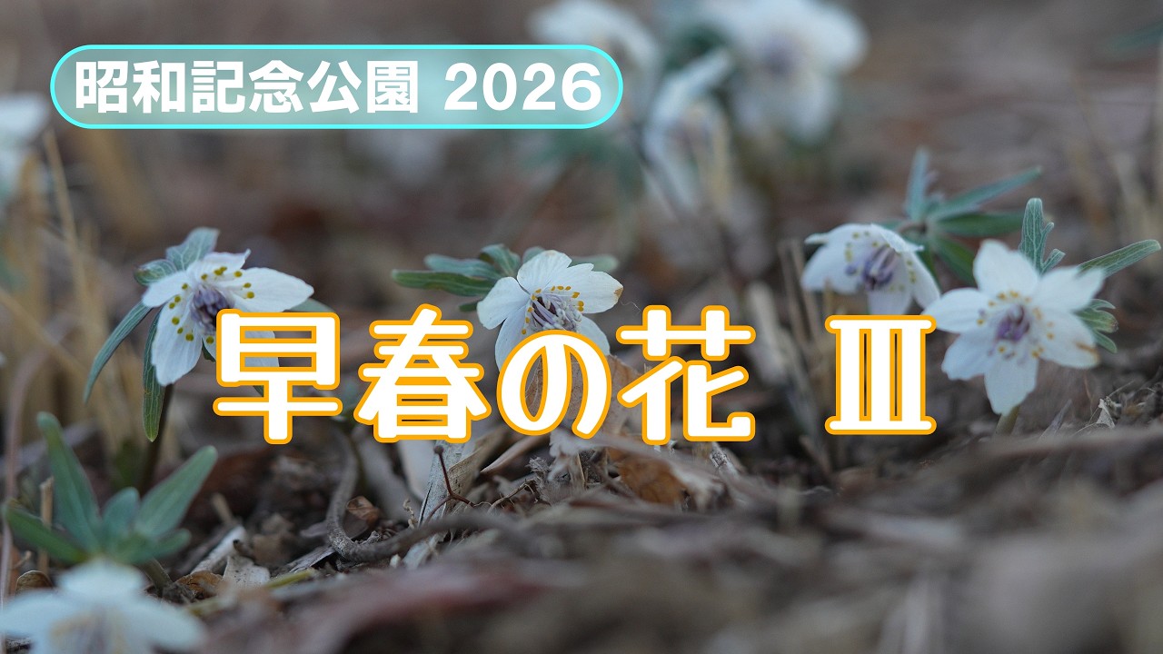 2026 昭和記念公園 早春の花 Ⅲ