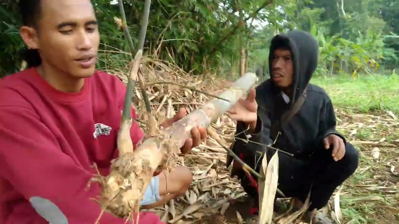 bambu petuk asli terbanyak di temukan