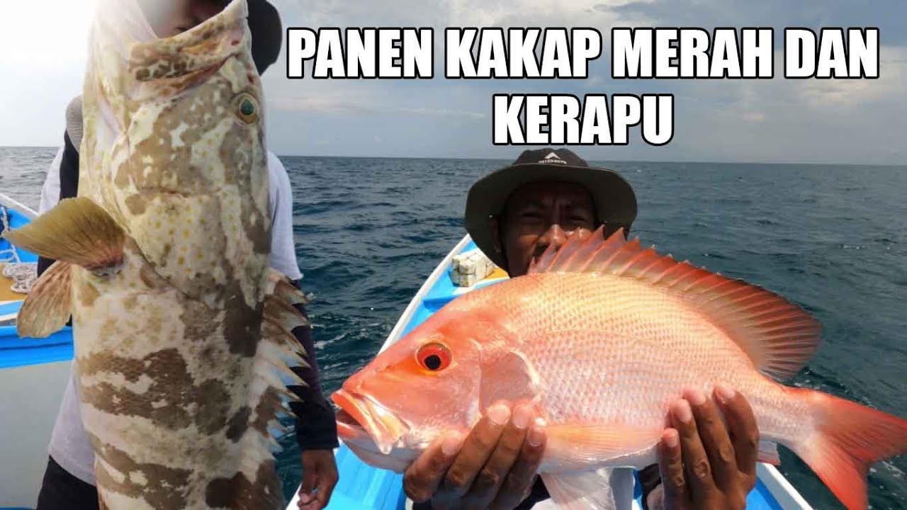 Rawai senggol dan panen kakap merah.