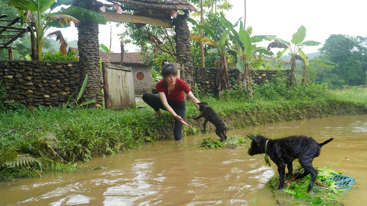 The flood season brought high water levels and the rescue of the puppy - Harvesting sour plums fruit