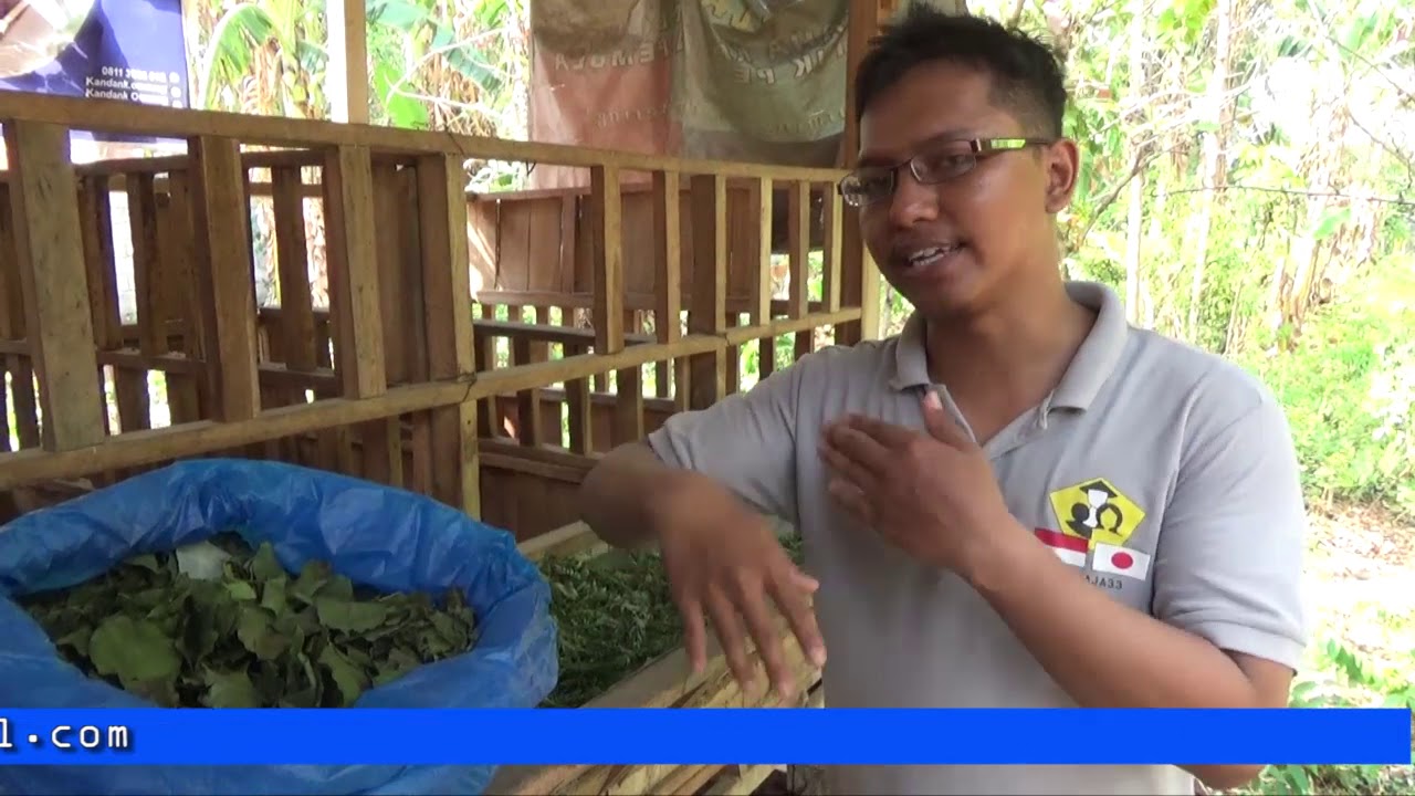 MENGENAL PAKAN HIJAUAN KERING  HAY