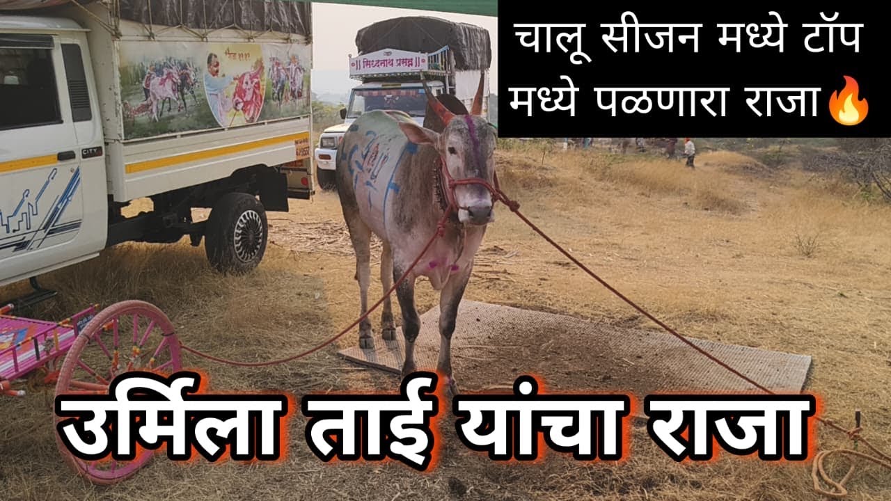 ढवळ मैदानामध्ये कंदूर चा राजा फायनल साठी पात्र..#बैलगाडा_शर्यत_महाराष्ट्र #bailgadasharyat 
