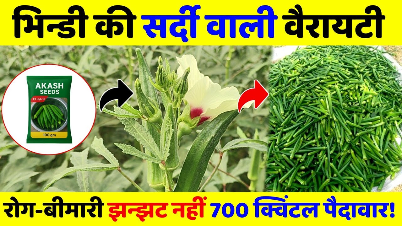 सर्दियों वाली भिन्डी की वैराइटी | High Yield Winter Okra Farming Guide in hindi | bhindi ki kheti 