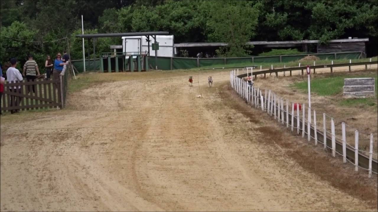 Racing - Basenji