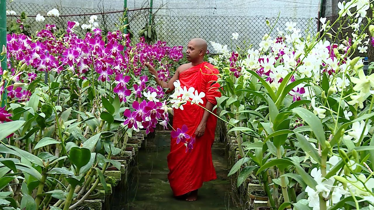 Ranbimata Arunella - (2021-01-11) | ITN