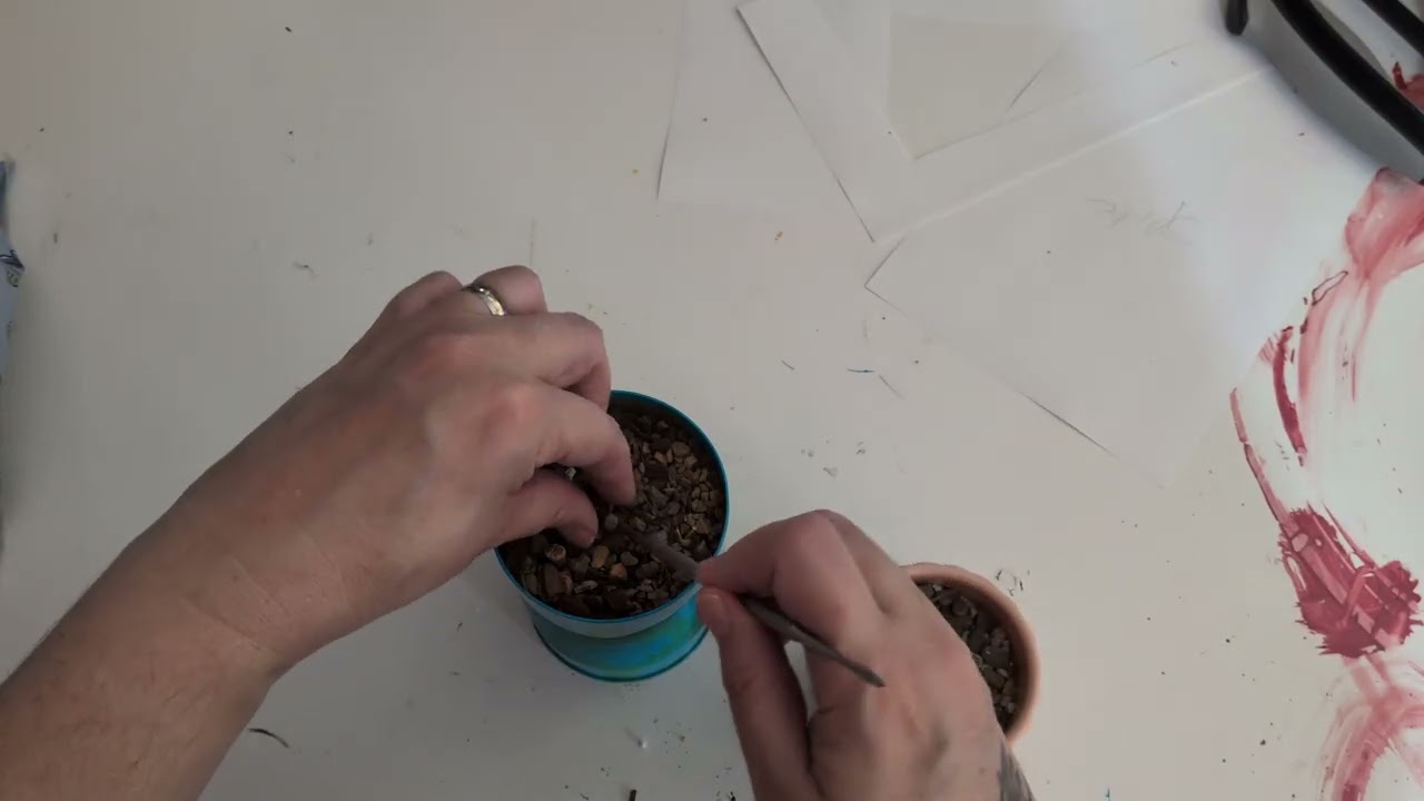 Baby butts for the new year! Lithops repotting video