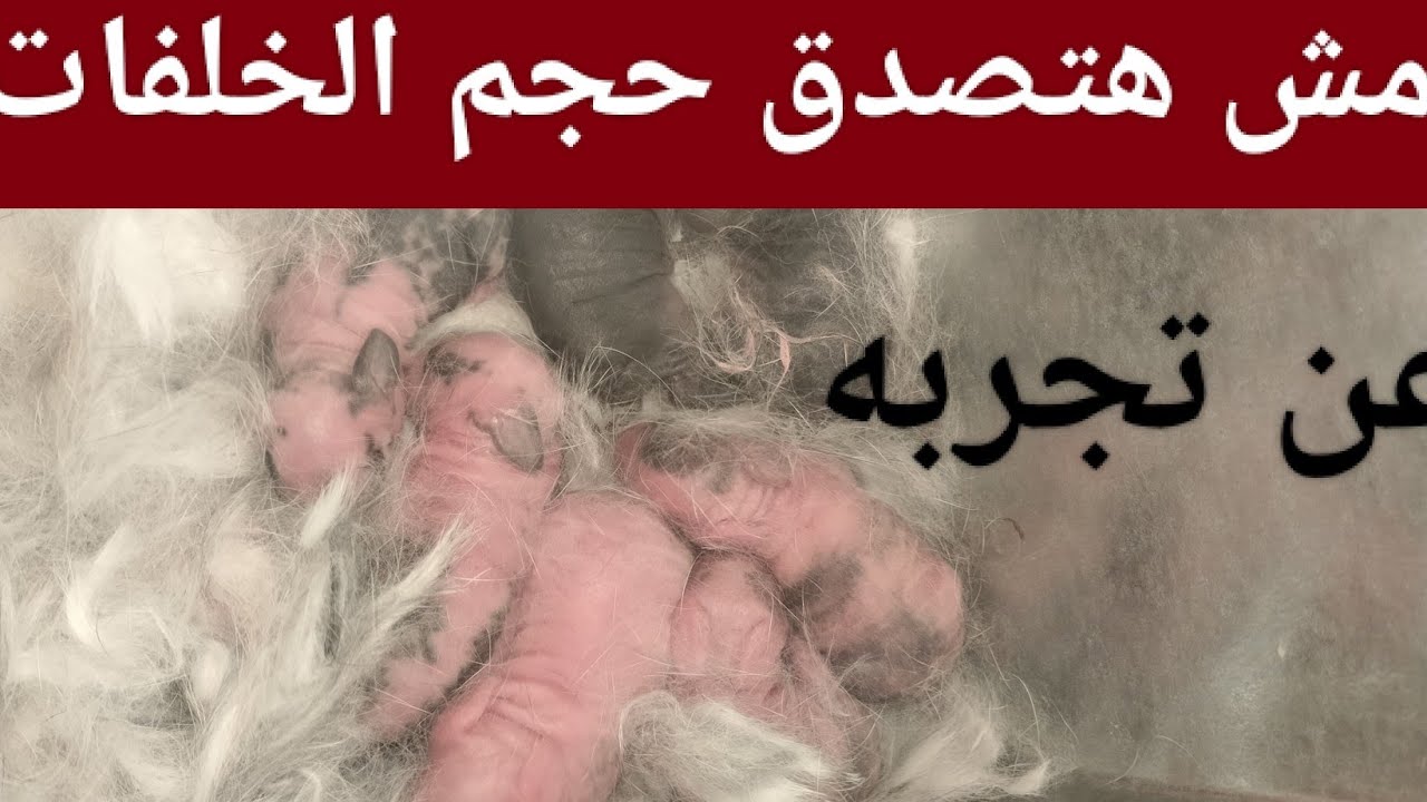 مش هتصدق حجم الخلفات وصل إزاى كدا عندك بالطريقة دى اعملها مع كل الأرانب عندك 👍👍👍