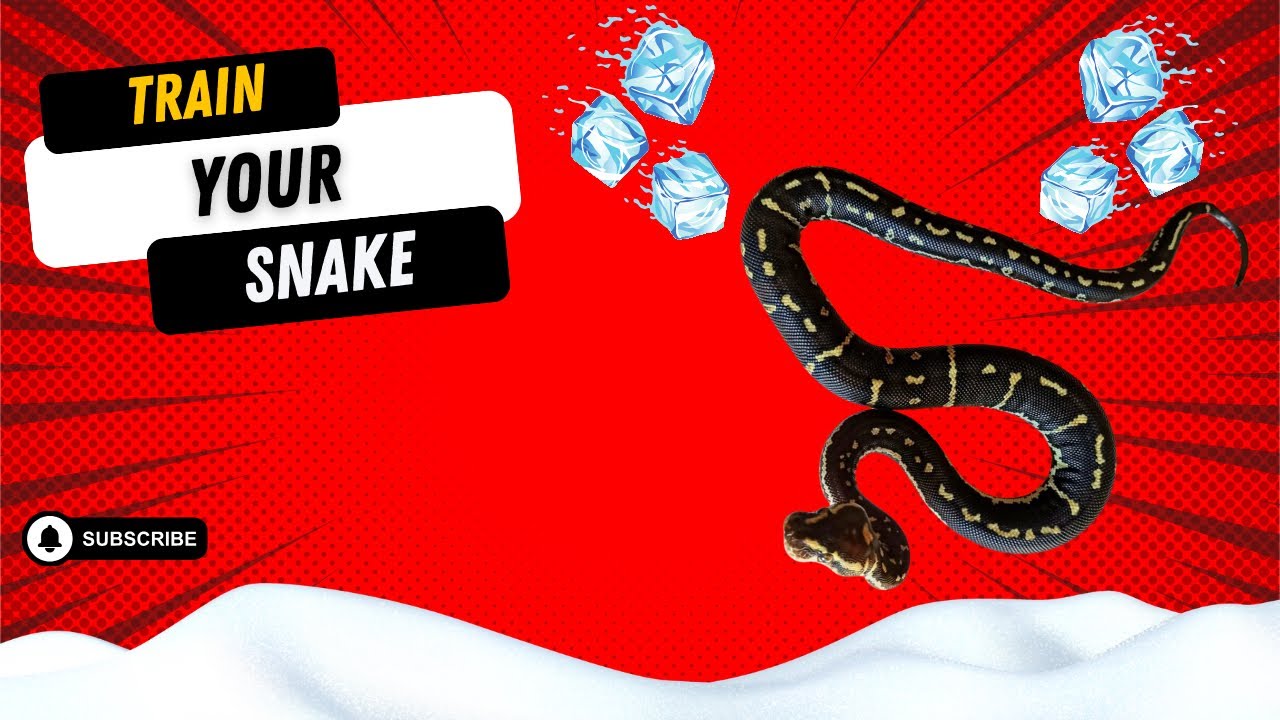 CONVERTING YOUR SNAKE ONTO FROZEN THAWED #snakes #invesrep #frozenthawed