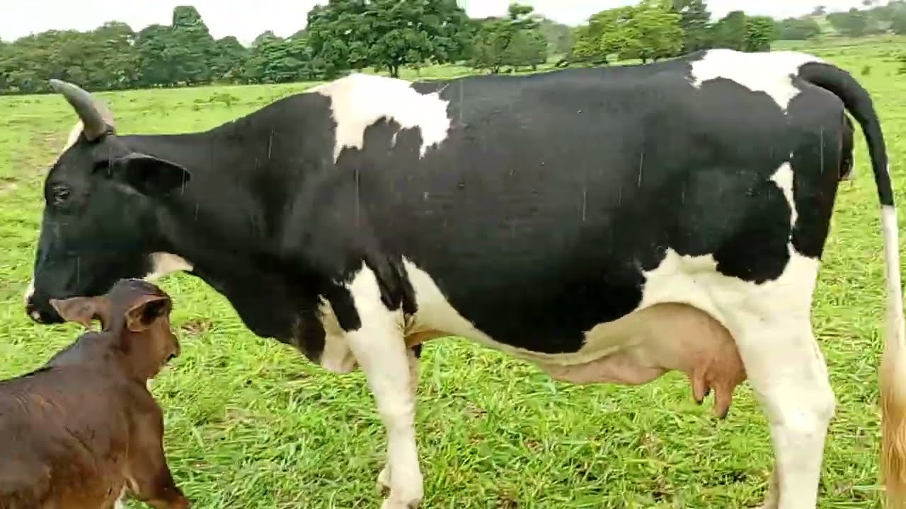 Rumo a o CURRAL   ! Você conhece O poder de destruição da língua ?