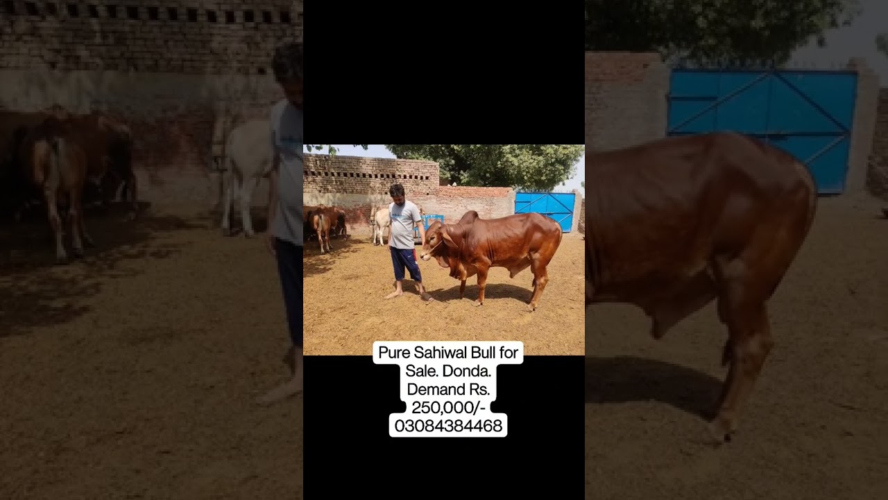 Pure Sahiwal Bull for Sale. Donda. Demand Rs. 250,000/- 03084384468