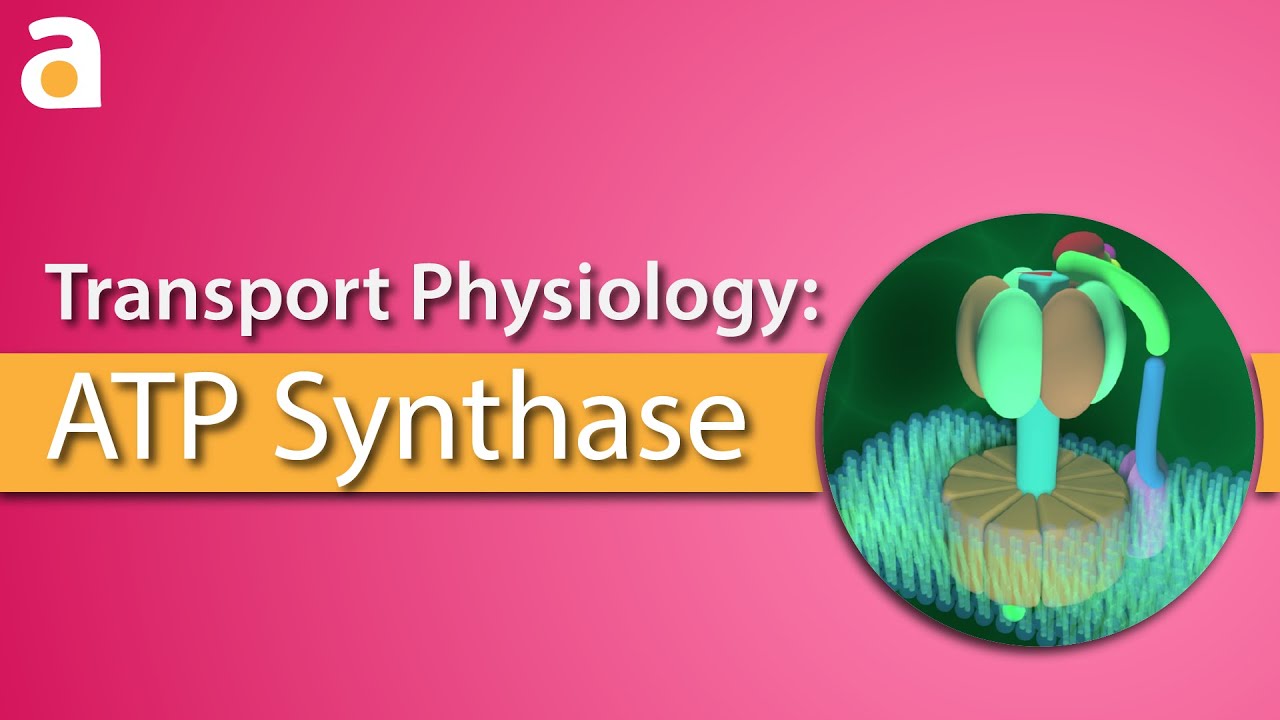 Transport Physiology: 3D ATP Synthase (ATPase)