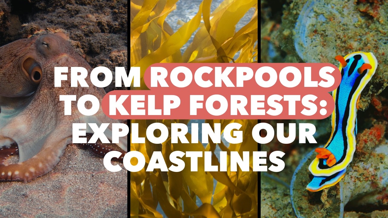 The Hidden Life of UK Coastlines | Ocean Academy by Ocean Generation
