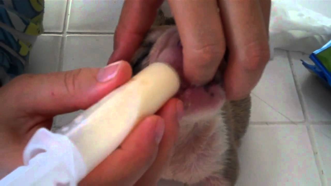 The best method to feed new born English Bulldog Puppies