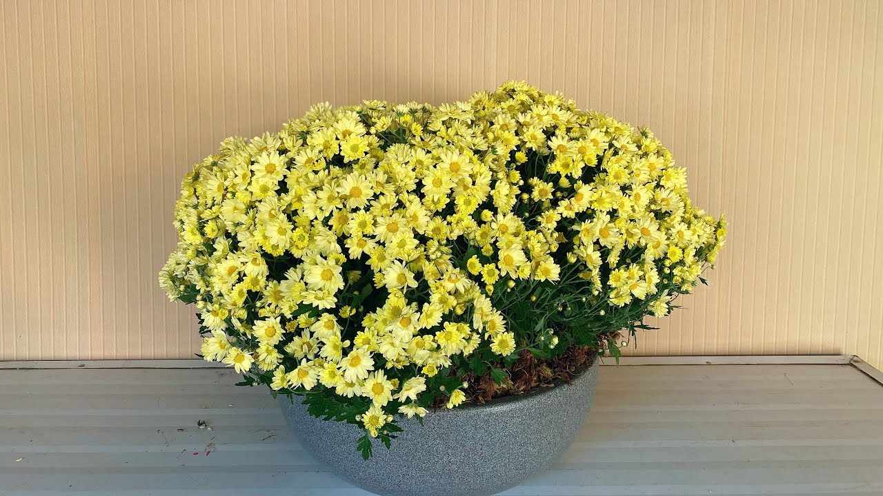 Arranjo s&oacute; com bola belga para cerimonia de casamento &lsaquo; Art Fleur &rsaquo;