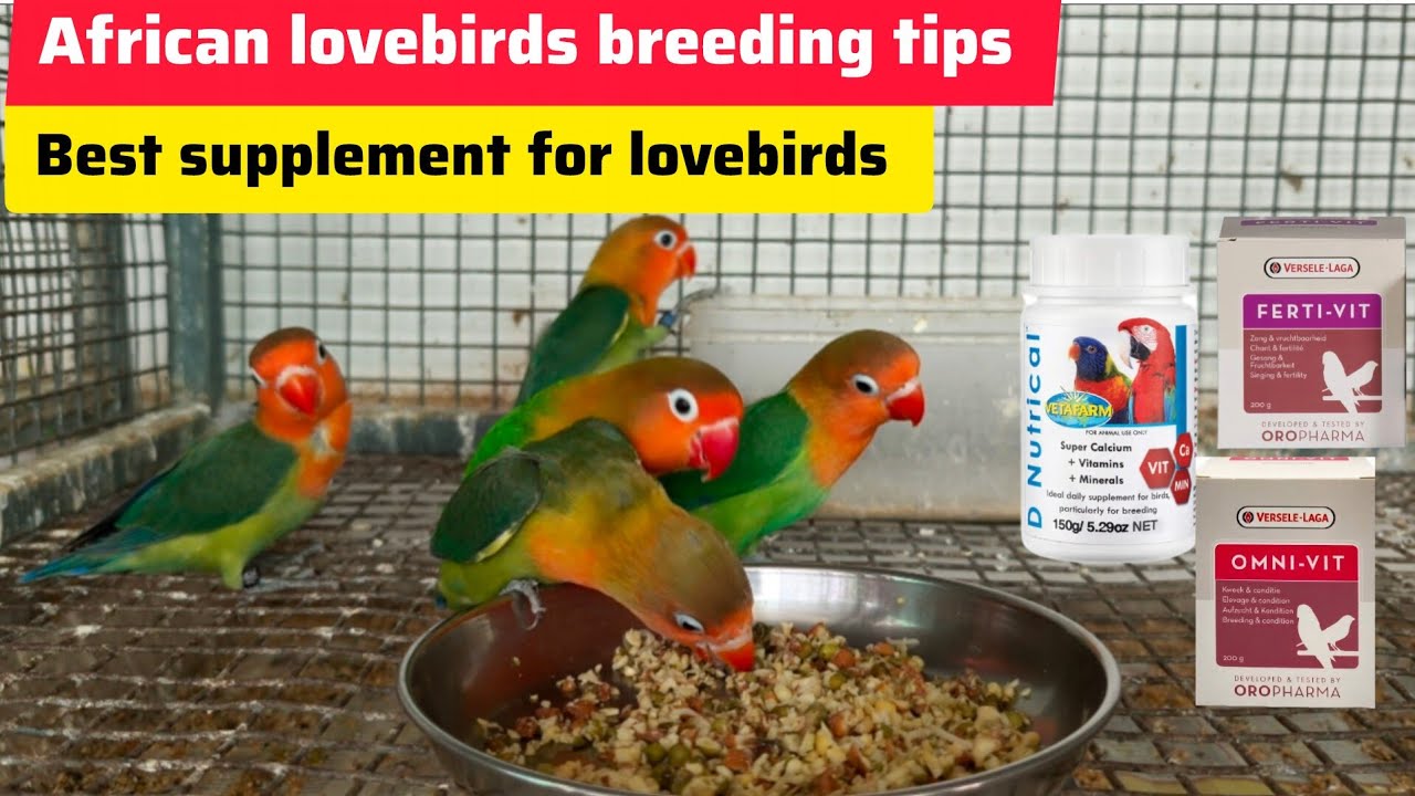 African Lovebirds Breeding Tips 🦜 | Proper Breeding Setup, Nest Box & Food Guide | Malayalam 