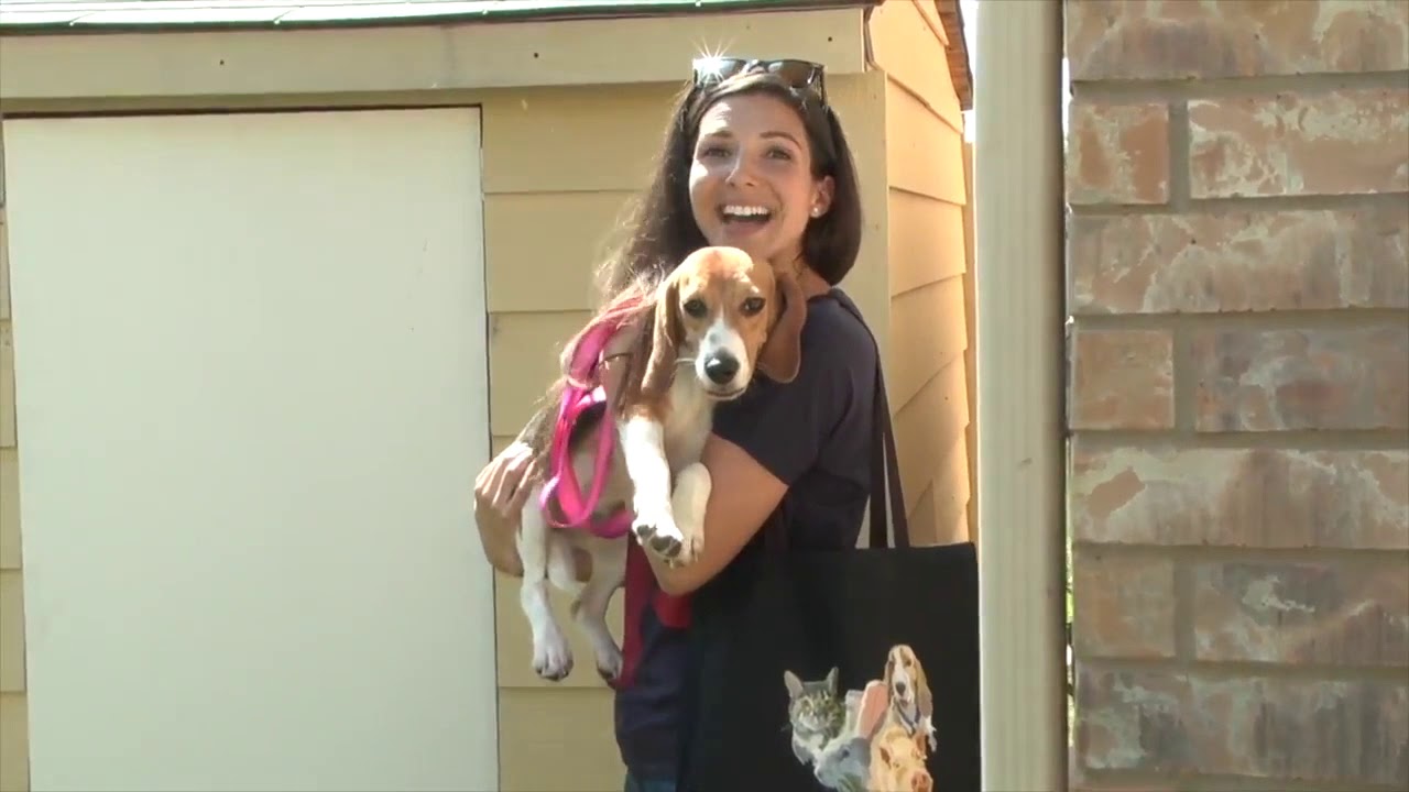 Snippets from the Beagle Freedom Project Partnership