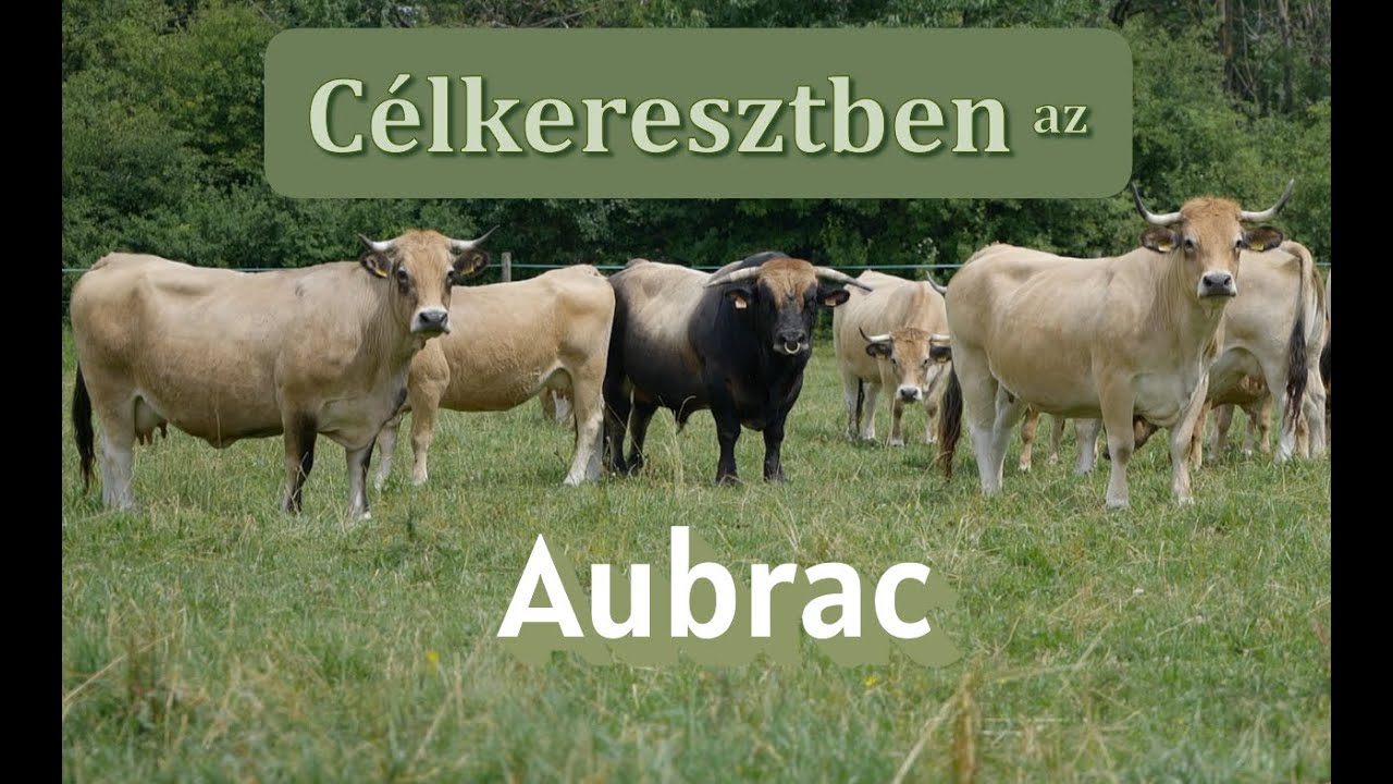 Célkeresztben az Aubrac