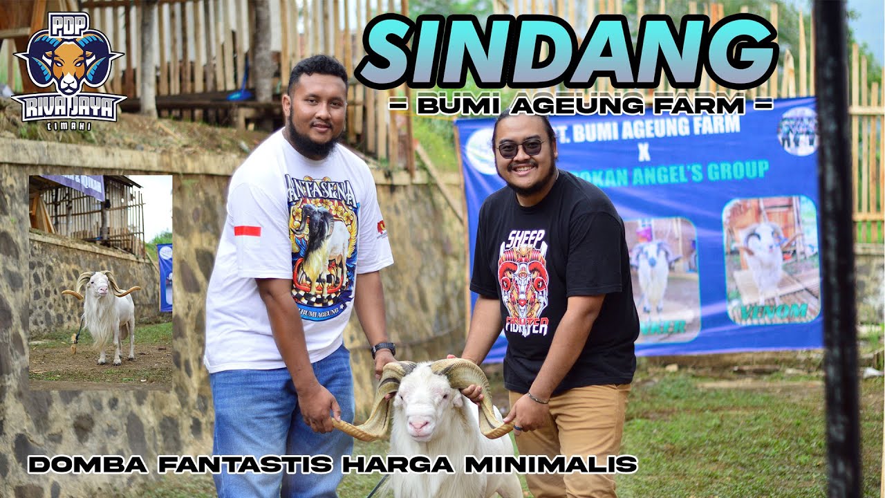 SINDANG PADEPOKAN BUMI AGEUNG | DOMBA MEWAH UNTUK IDUL ADHA