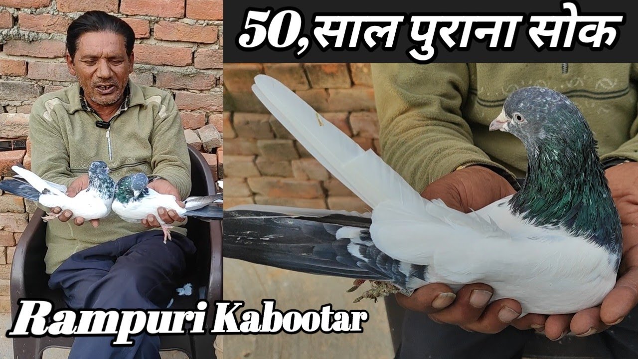 Pure Rampuri Kabootar॥हमारे यहाँ 50,साल से चली आ रही है नस्ल ! Midden Ustad Rampur & Arshad idrisi