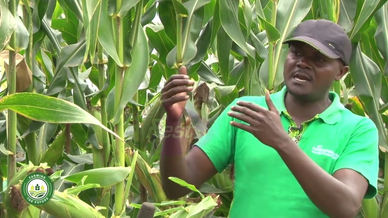 Maize Farming In Uganda/ Farming Tips Farming The Future