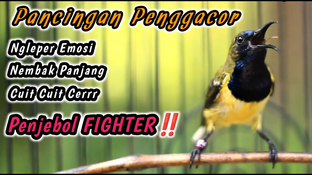 PUTAR SAMPAI SOGONMU IKUTAN NEMBAK‼️PANCINGAN PENGGACOR PALING JITU UNTUK SOGON IJOAN JANTAN TROTOL