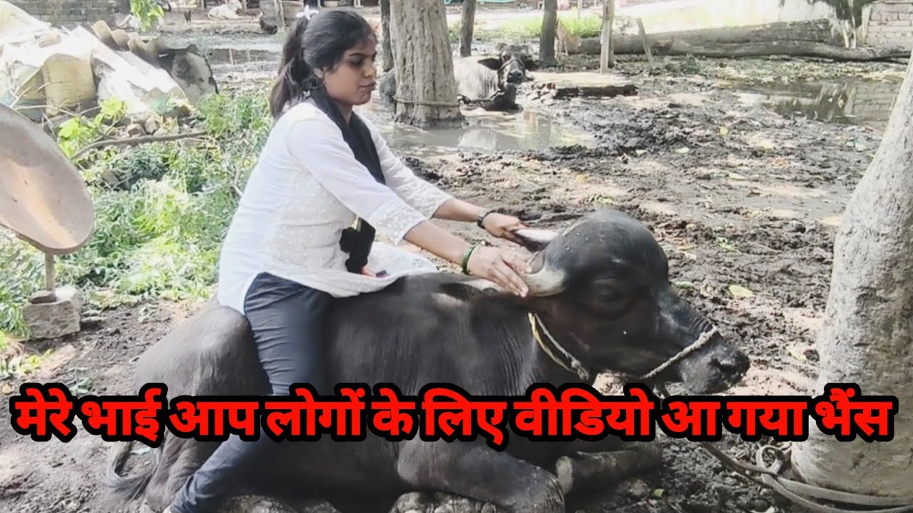 दोस्तों आप लोगों का इंतजार खत्म फाइनली में भैंस🐎🐂 पर बैठकर के हेमराज जी से मिली#funnyvlog #minivlog 