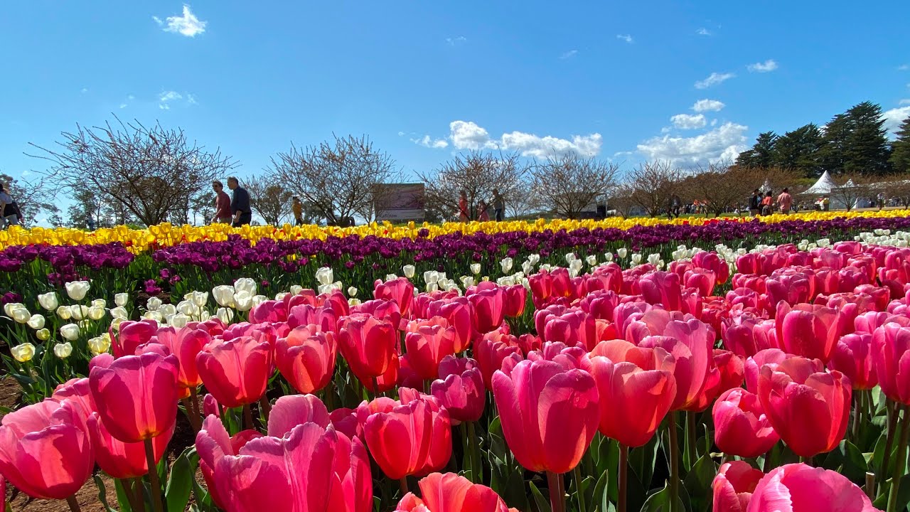 TESSELAAR TULIP FESTIVAL | What to See and Expect | Melbourne VIC