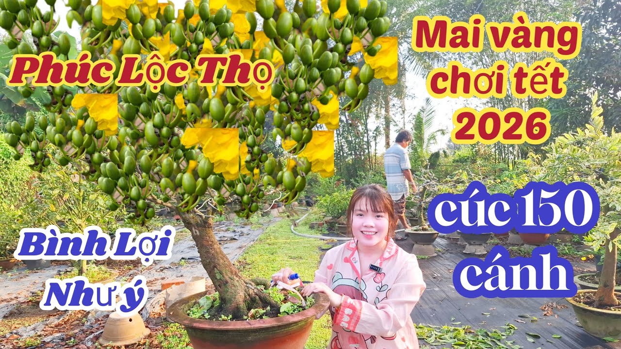 30/01/2026💥Mai vàng chơi tết 2026-siêu bông bình lợi, như ý, phúc lộc thọ ☎️084 565 5529 Như 