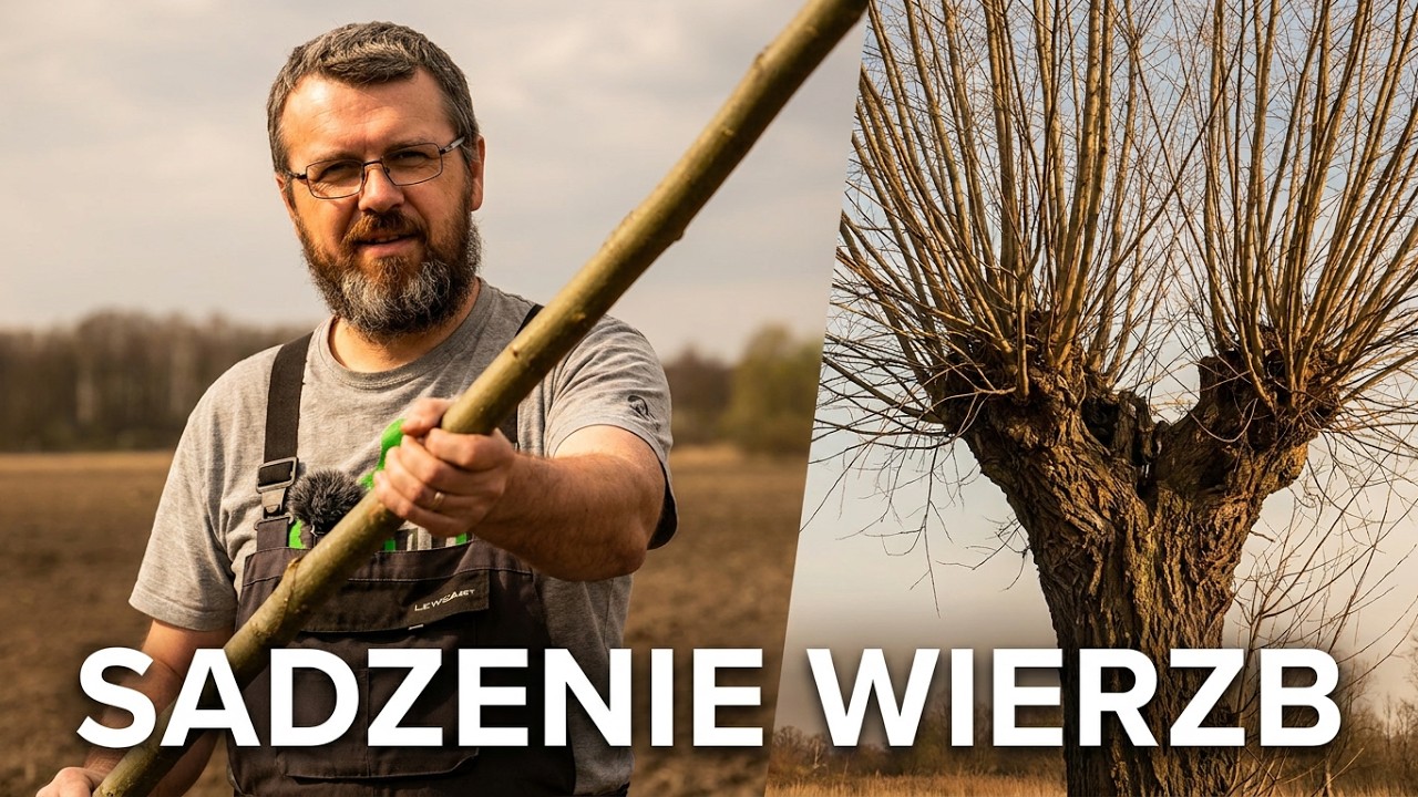 Wierzby głowiaste, ogławianie i sadzenie.